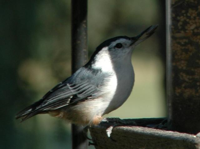 Lew Sauerwein Original